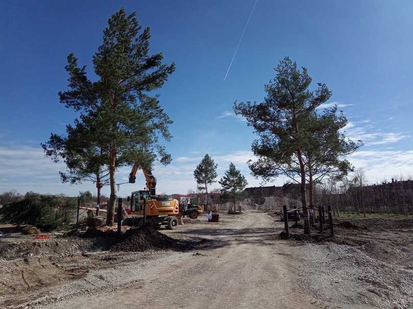 Landesgartenschau Kirchheim / Pflanzen von Großbäumen. | Foto: May Landschaftsbau GmbH & Co.KG, Feldkirchen