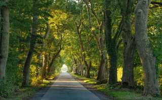 Warum Deutschlands alte Alleen unersetzbar sind