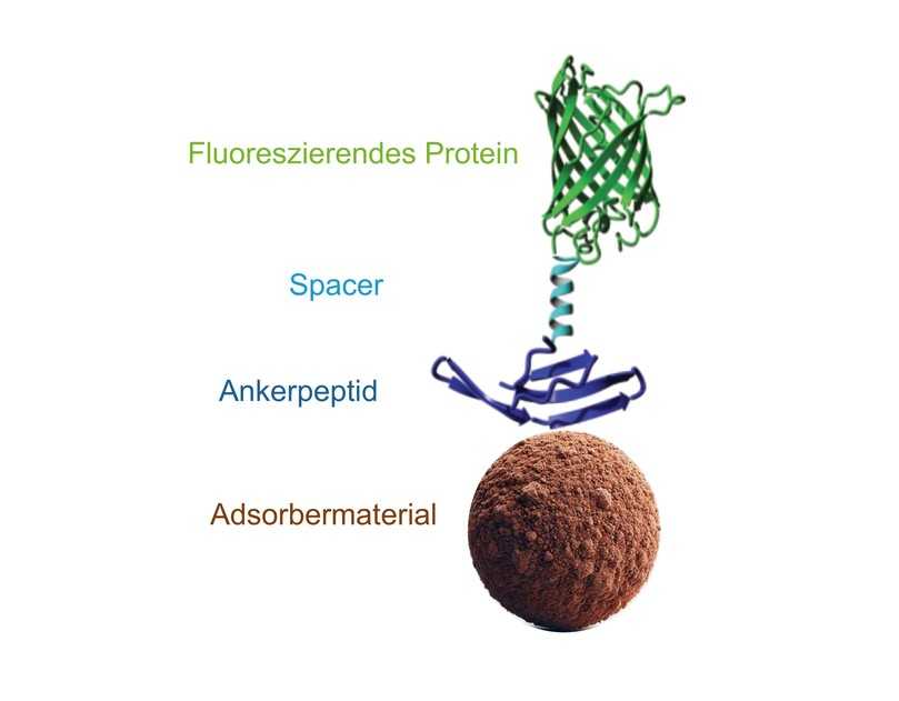 Darstellung des Aufbaus des bio-funktionalisierten Adsorbergranulats | Foto: Intewa