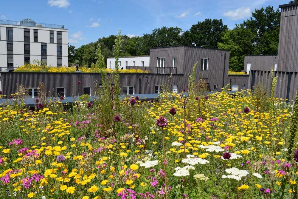 Gebäudebegrünung: Hitzeschutz & Starkregen-Retention im GaLaBau