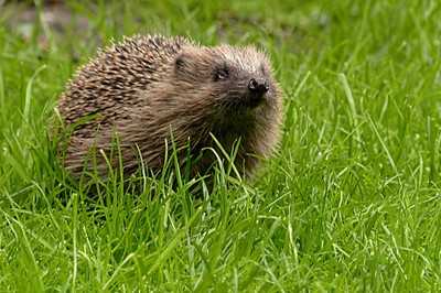 Warum Rasenmäher jetzt zur tödlichen Falle für Igel werden