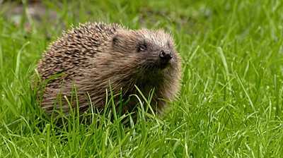 Warum Rasenmäher jetzt zur tödlichen Falle für Igel werden