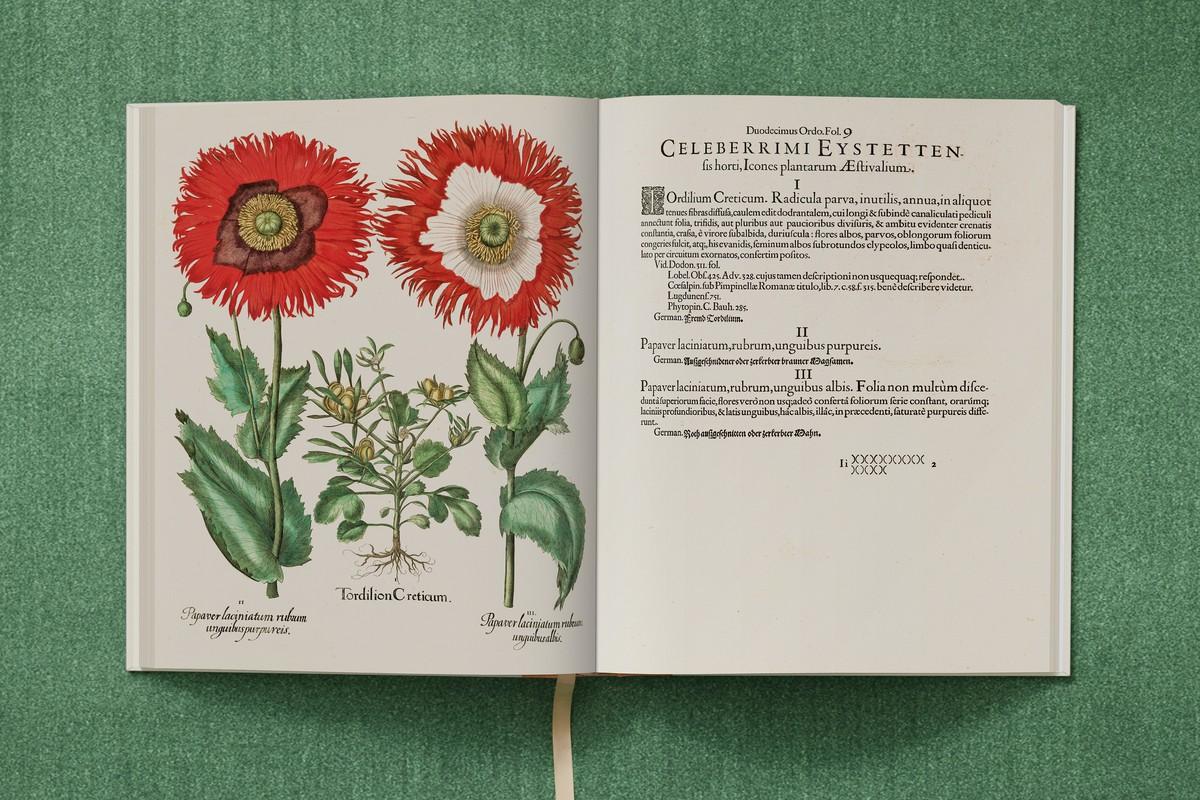 Zirmet, Schlafmohn mit zweifarbigen Blüten | Foto: TASCHEN / Bibliothek des Bischöflichen Seminars Eichstätt/Universitätsbibliothek Zirmet, Schlafmohn mit zweifarbigen Blüten | Foto: TASCHEN / Bibliothek des Bischöflichen Seminars Eichstätt/Universitätsbibliothek