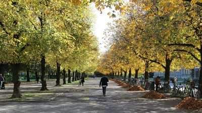 Bäume mit KI-Bewusstsein gegen Hitzestress