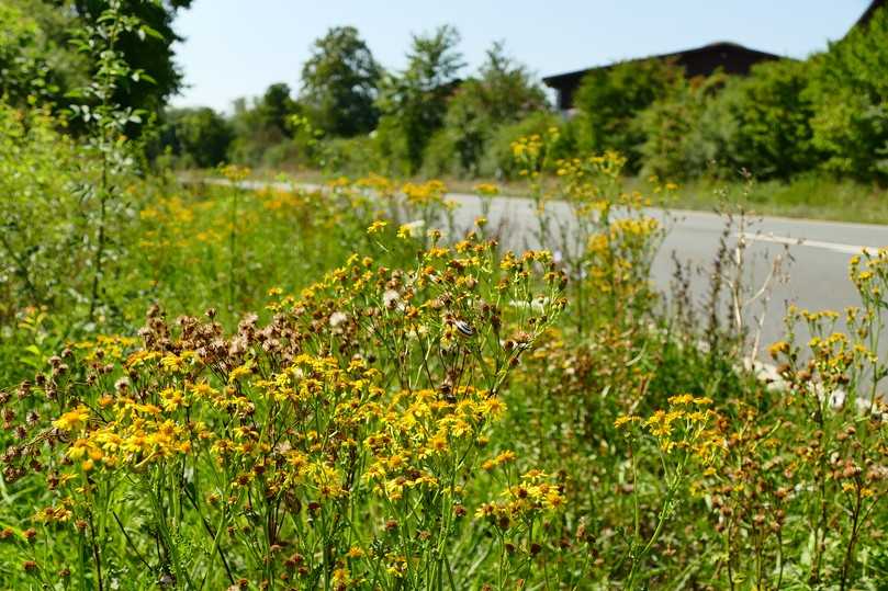 Jakobskreuzkraut auf einer Straßenbegleitgrün-Fläche im August. | Foto: Dittmer/LWG Jakobskreuzkraut auf einer Straßenbegleitgrün-Fläche im August. | Foto: Dittmer/LWG