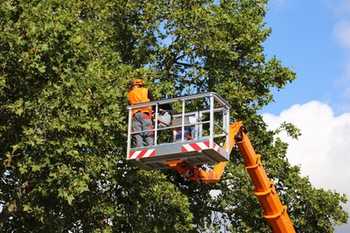 Baumpflege aus dem Korb