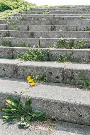 Unkraut in den Griff bekommen