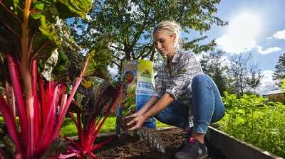 So verkraften Pflanzen die Trockenheit besser