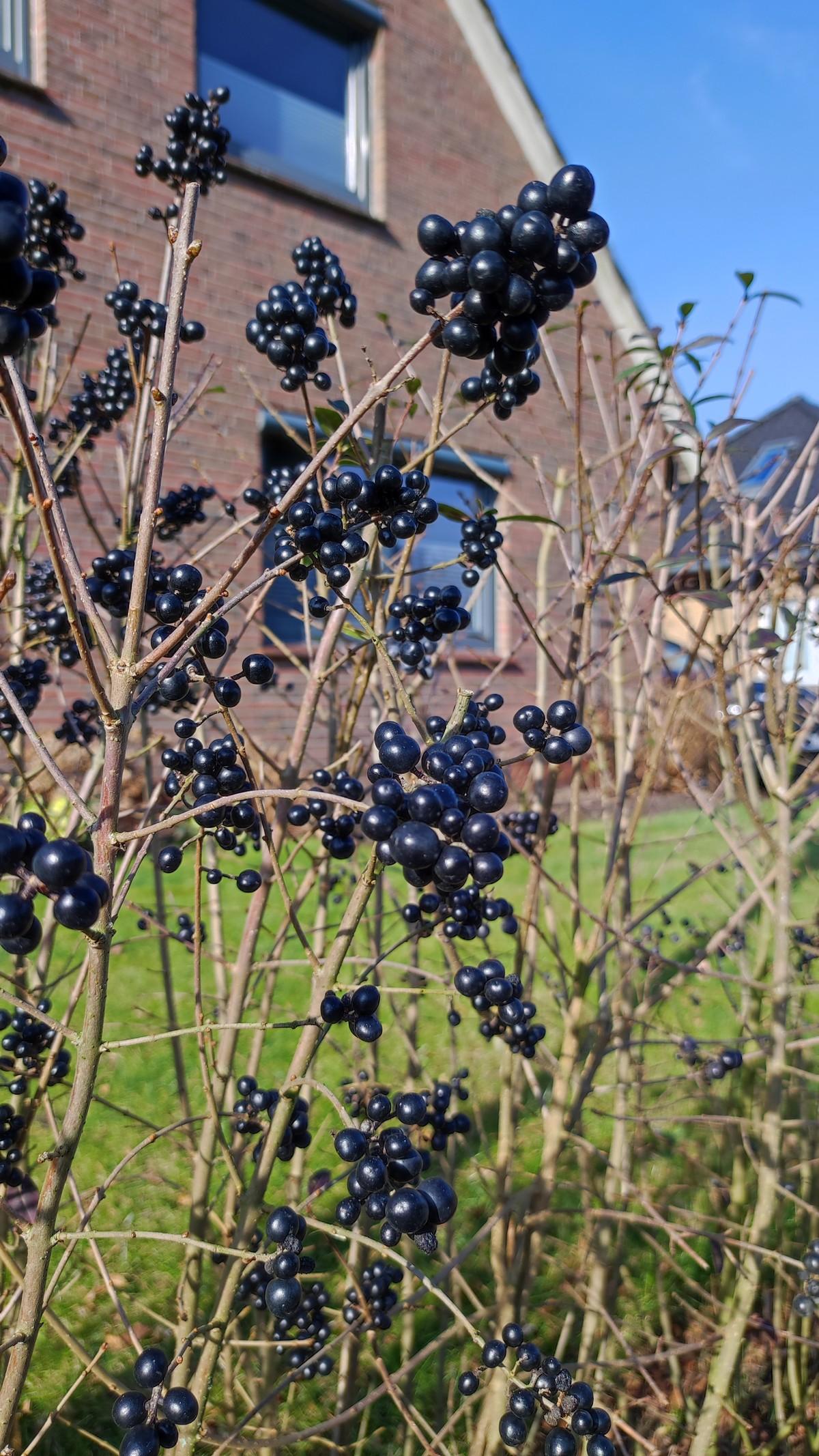 Gewöhnlicher Liguster mit Beeren. | Foto: Nadja Krause/LWK Niedersachsen