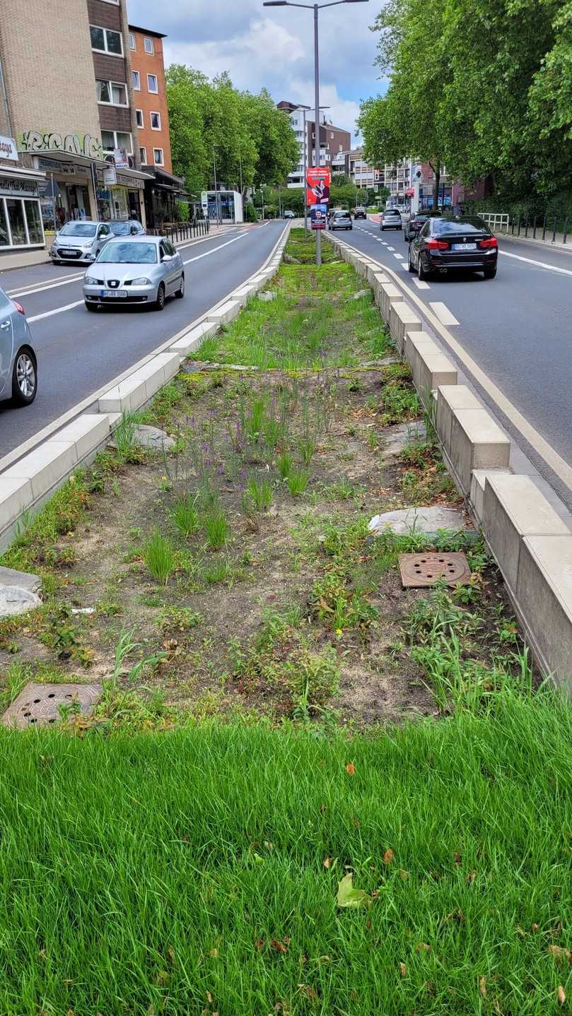 Die nach der baulichen Fertigstellung begrünte Rigole in der Hattinger Straße nimmt nicht nur das gesamte Straßenwasser, sondern auch das Niederschlagswasser von den angrenzenden Grundstücken auf. | Foto: Stadt Bochum