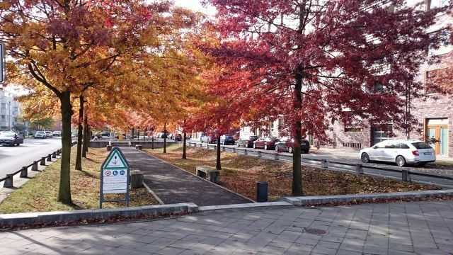 Straßenbäume und Regenwasserbewirtschaftung in der Stadtentwicklung