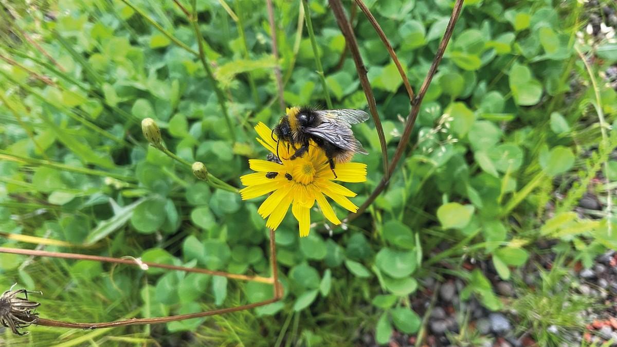 Über die regionaltypische Vegetation, hier das Habichtskraut (Hieracium sp), freuen sich auch die heimischen Insekten. | Foto: MATTAK AS