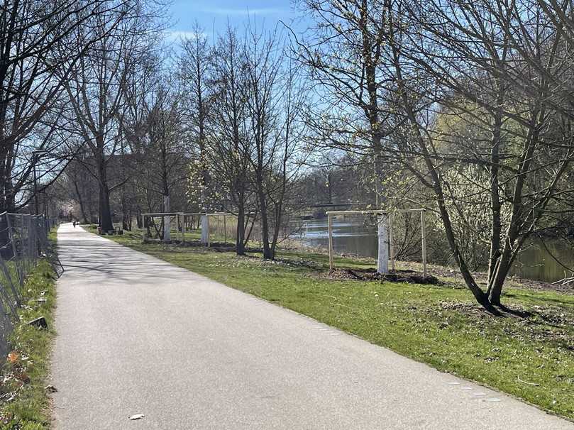 Neun Erlen und eine Stiel-Eiche fanden innerhalb eines Tages einen neuen Platz am Ufer des Wilhelmsburger Rathauswettern in Hamburg. | Foto: Osbahr
