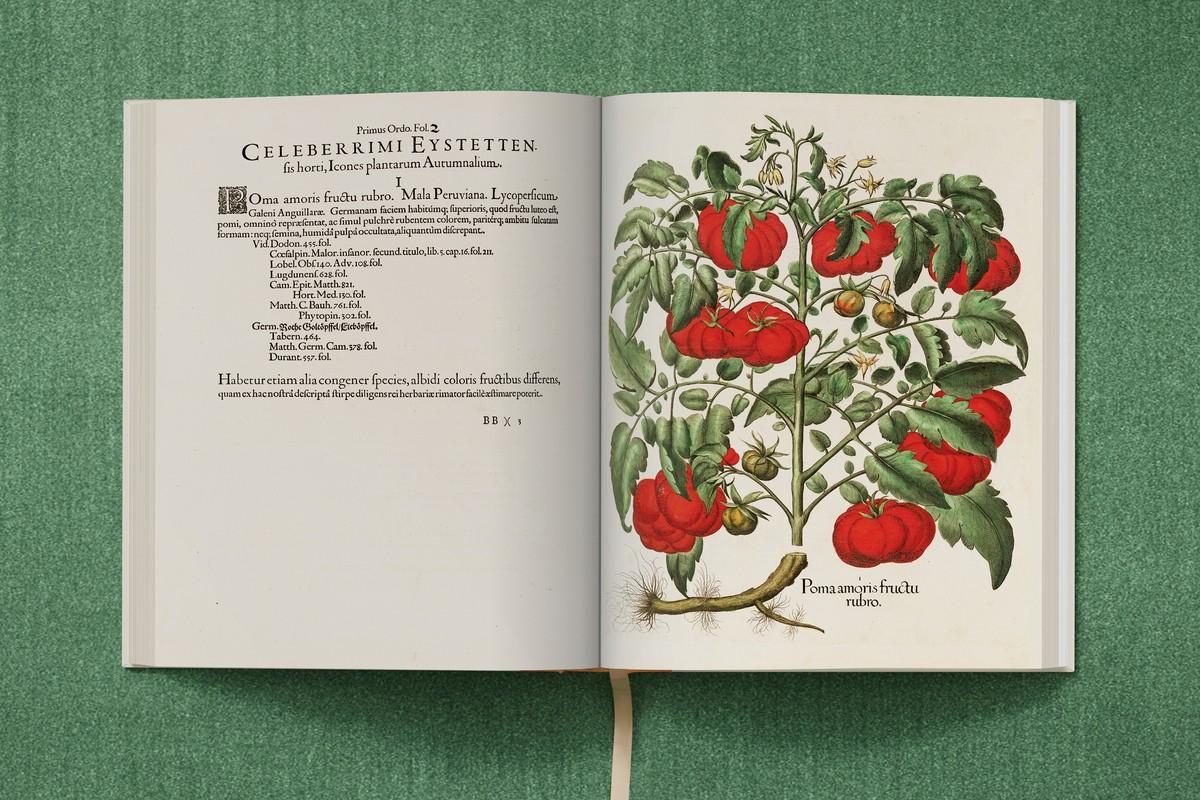 Rotfrüchtige Tomate | Foto: TASCHEN / Bibliothek des Bischöflichen Seminars Eichstätt/Universitätsbibliothek Rotfrüchtige Tomate | Foto: TASCHEN / Bibliothek des Bischöflichen Seminars Eichstätt/Universitätsbibliothek
