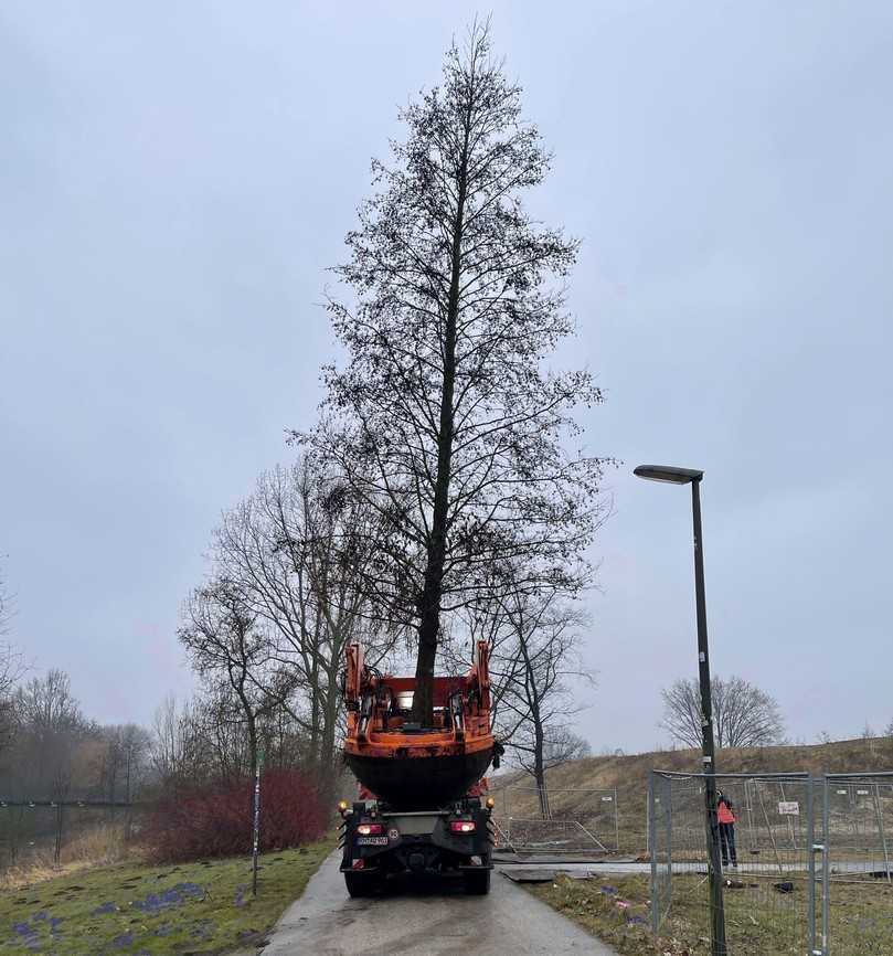 Ein seltenes Bild: Großbaumverpflanzungen sind in vielen Städten und Gemeinden nach wie vor die Ausnahme. | Foto: Osbahr