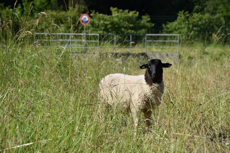 Prominente Beispiele für die Beweidung von Straßenbegleitflächen lassen sich im Bundesgebiet vor allem entlang von Autobahnen finden. Hier zum Freihalten einer Entwässerungsanlage. | Foto: Autobahn Westfalen Prominente Beispiele für die Beweidung von Straßenbegleitflächen lassen sich im Bundesgebiet vor allem entlang von Autobahnen finden. Hier zum Freihalten einer Entwässerungsanlage. | Foto: Autobahn Westfalen