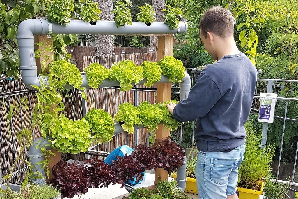 Basilikum und Salate gedeihen im Röhrensystem. | Foto: LWG