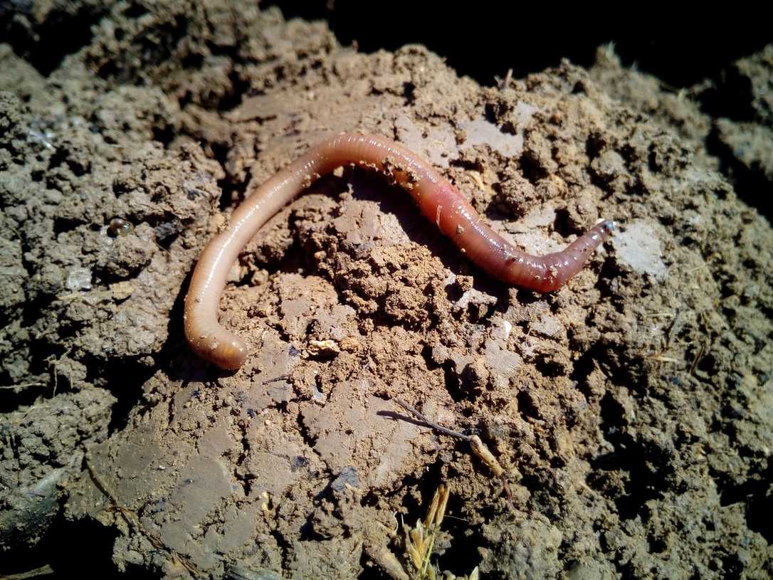 Umfrage vom Industrieverband Gartenbau: steigende Preise für Substrate Umfrage vom Industrieverband Gartenbau: steigende Preise für Substrate