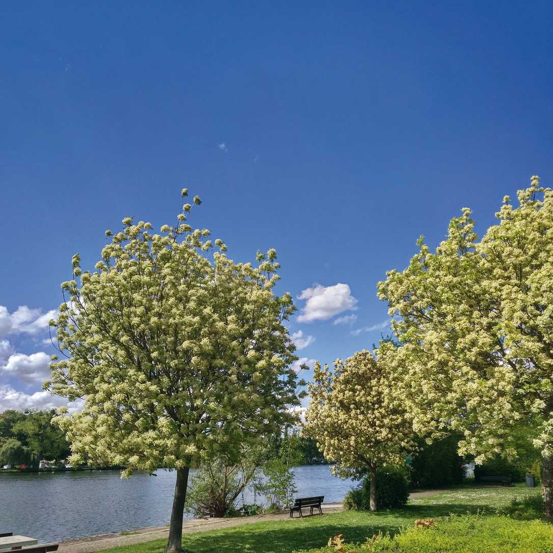 Bäume mit Zukunftscharakter: Erkenntnisse aus den vergleichenden Baumpflanzungen Bäume mit Zukunftscharakter: Erkenntnisse aus den vergleichenden Baumpflanzungen