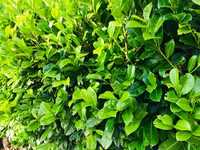 „Er ist eine tolle Heckenpflanze"