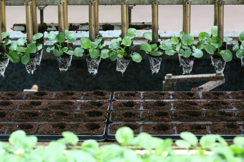 Substrate sind unerlässlich, um die Begrünung der urbanen Räume zu realisieren. Die meisten Pflanzen, die für diese Anwendungen produziert werden, wachsen in Gartenbaubetrieben in organischen Substraten. | Foto: Industrieverband Garten e.V. Substrate sind unerlässlich, um die Begrünung der urbanen Räume zu realisieren. Die meisten Pflanzen, die für diese Anwendungen produziert werden, wachsen in Gartenbaubetrieben in organischen Substraten. | Foto: Industrieverband Garten e.V.