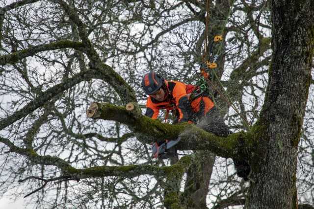 „Die ganze Kraft einer Benzinsäge auf Knopfdruck abrufbar,“ fasst Jo Hedger ihre Eindrücke der Akku-Kettensäge nach ihrem Test zusammen. | Foto: Lasse Lommel