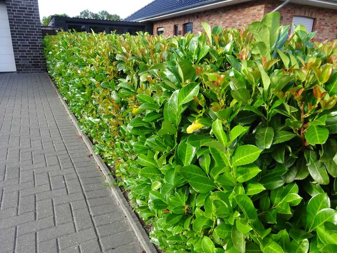 Kirschlorbeer: Fluch oder Segen?