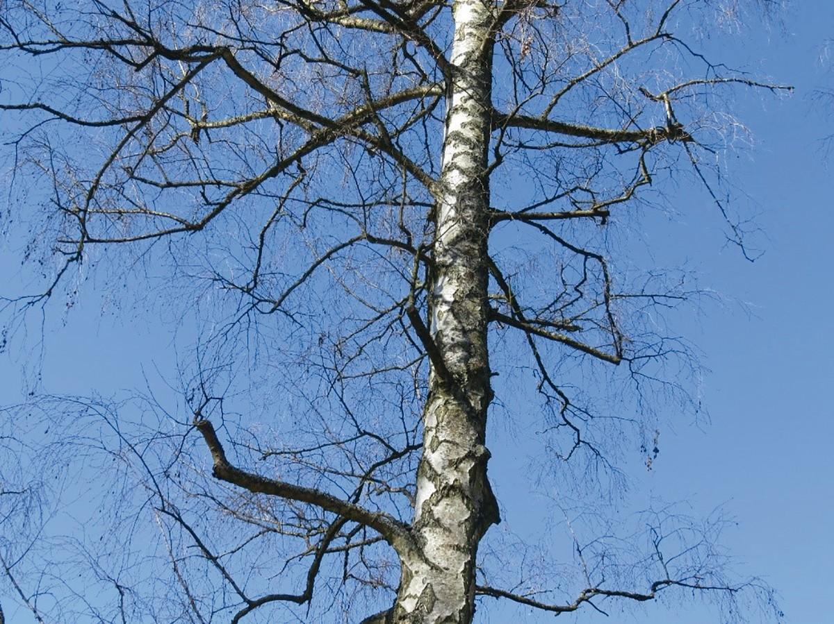 Die Einkürzung mehrerer Schwachäste im unteren Kronenbereich in 5 m Höhe kann man als unnützes Herumschnippeln an Bäumen bezeichnen. Die geschwächten Äste werden nach und nach absterben und erhöhten Folgeaufwand erfordern. Die Abnahme ist zu verweigern. | Foto: Peter Klug