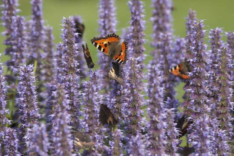 Die Duftnessel ist beliebt bei Bienen und Bestäubern. | Foto: www.gartenderhorizonte.de