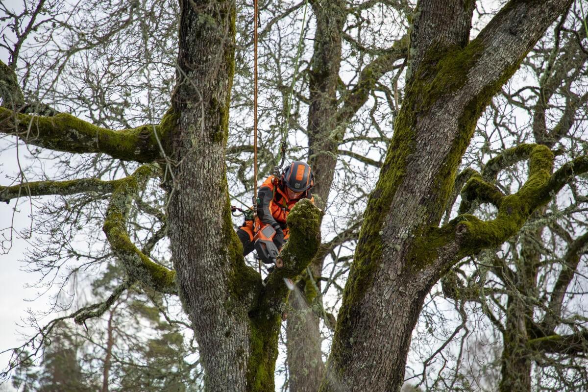 Die meisten Äste schneidet Jo Hedger im „save“-Modus der Säge, da die Kraft trotzdem ausreicht und sich so die Laufzeit der Säge verlängert.
