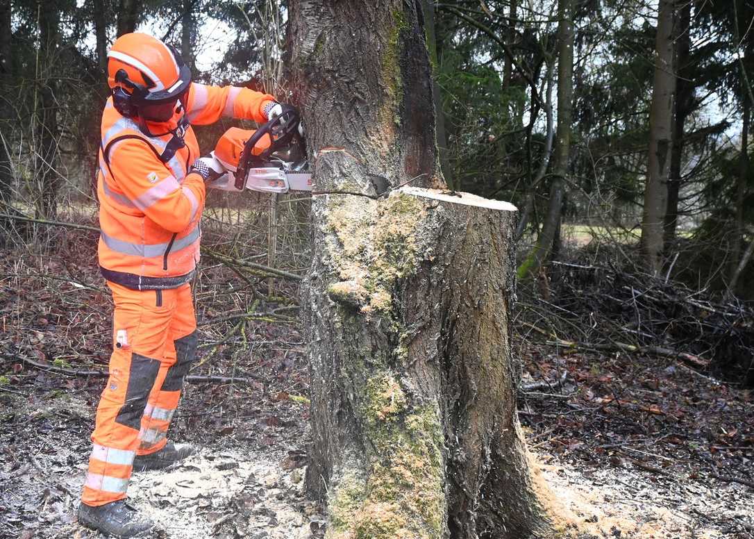 Kettensägen-Ausbilder werden: Kurse für Trainer