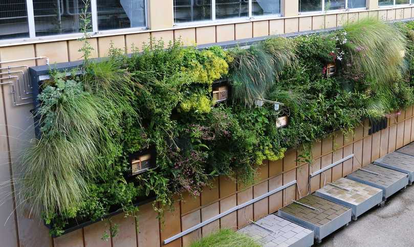 Durch die Fassadenbegrünung mit der „Wilden Klimawand“ soll die Biodiversität und Klimaresilienz in urbanen Räumen gefördert werden. | Foto: Fraunhofer IBP Durch die Fassadenbegrünung mit der „Wilden Klimawand“ soll die Biodiversität und Klimaresilienz in urbanen Räumen gefördert werden. | Foto: Fraunhofer IBP