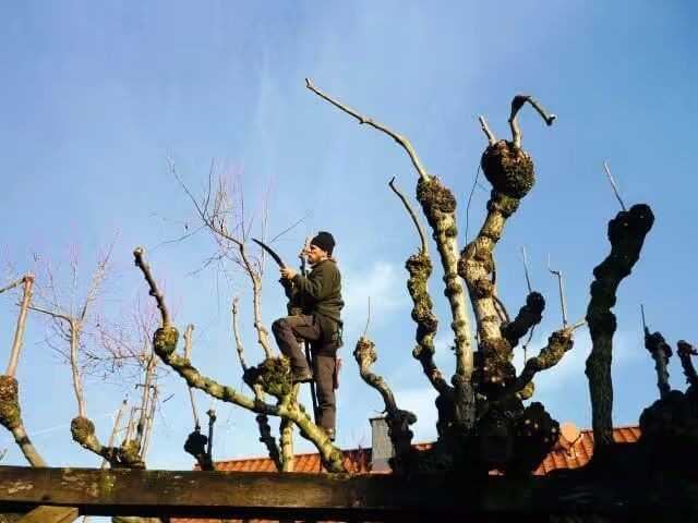 Bei der Tanzlinde in Rockshausen wurde aus den Ständern auf den Köpfen eine 2. Ebene mit jungen Köpfen entwickelt. | Foto: BH