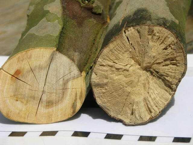 Baumpflege: Falscher Schnitt mit fatalen Folgen Baumpflege: Falscher Schnitt mit fatalen Folgen