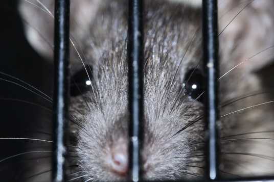 Was tun, wenn die Ratte grüßt?