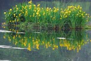 Ökologischer Hochwasserschutz mit Röhrrichtinseln und Steinmatratzen