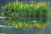 Ökologischer Hochwasserschutz mit Röhrrichtinseln und Steinmatratzen