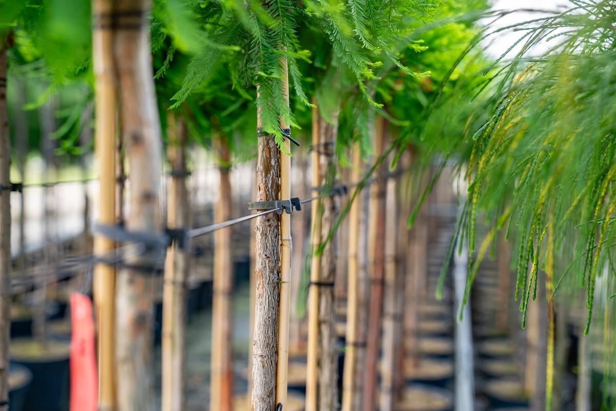 Koniferen-Stämme in der Baumschule Blendermann. | Foto: Blendermann