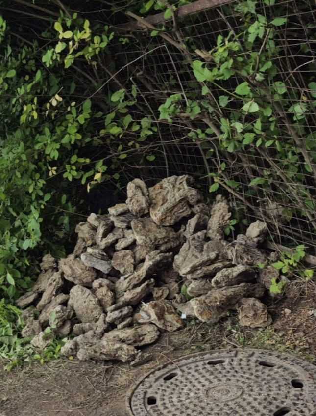 Gelöste Kalkstücke zur Abholung | Foto: Mauerspecht