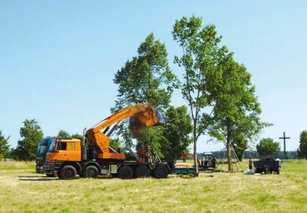 Baumveterane für Waldfriedhof