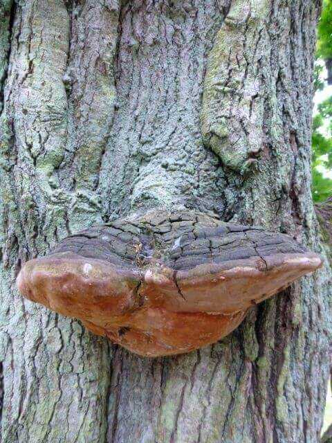 Eine durch die Fäule des Eichenfeuer- schwamms (Fomitiporia robusta) verursachte Minderung der Bruch- sicherheit kann bei Eichen häufig über Jahre durch verstärkten Zuwachs kompensiert werden. | Fotos: Angermüller