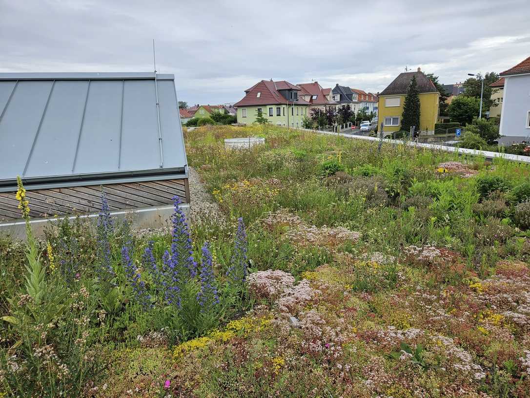 Biodiversität auf dem Dach - Dachbegrünung mit Zinco Biodiversität auf dem Dach - Dachbegrünung mit Zinco