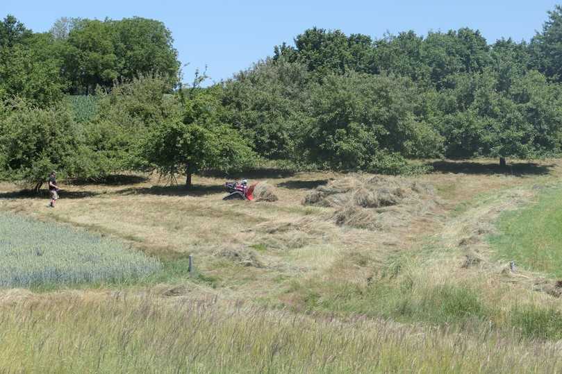 Eine öffentliche Streuobstwiese, umgeben von landwirtschaftlichen Flächen: Das Mähgut, das dort im Zuge der Pflege anfällt, ist unabhängig von der Qualität als Bioabfall zu bezeichnen. | Foto: Lennart Dittmer/LWG Eine öffentliche Streuobstwiese, umgeben von landwirtschaftlichen Flächen: Das Mähgut, das dort im Zuge der Pflege anfällt, ist unabhängig von der Qualität als Bioabfall zu bezeichnen. | Foto: Lennart Dittmer/LWG
