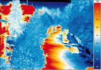 Stadtbäume mildern Hitzewellen