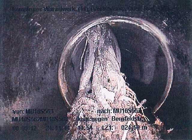 Starker Wurzeleinwuchs im Kanal DN 800 | Foto: Mauerspecht