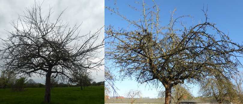 Beispiele für Regenerationsstufen, Bäume über längere Zeit ungeschnitten: RS 1 (links), Baum vital, Regenerationsfähigkeit gegeben; RS 0 (rechts), Vitalität gering beeinträchtigt, Regenerationsfähigkeit unsicher aber wahrscheinlich. | Foto: Grundler