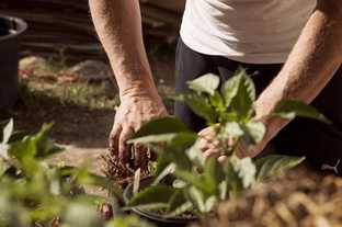 Düngerhersteller unter Druck: Preiserhöhungen auch im Gartenmarkt