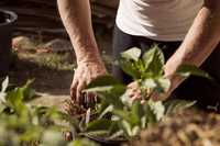 Düngerhersteller unter Druck: Preiserhöhungen auch im Gartenmarkt