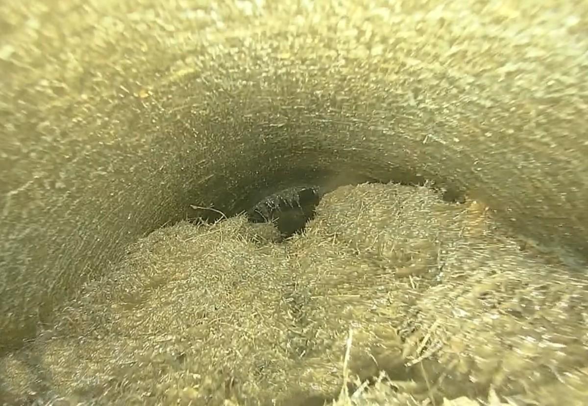 Auch Wurzeleinwuchs zeigte die Kamerabefahrung vor Ort. Die Folge sind Verengungen bis zur Verstopfung, Undichtigkeiten und höhere Betriebskosten. | Foto: Katec Kanaltechnik Auch Wurzeleinwuchs zeigte die Kamerabefahrung vor Ort. Die Folge sind Verengungen bis zur Verstopfung, Undichtigkeiten und höhere Betriebskosten. | Foto: Katec Kanaltechnik