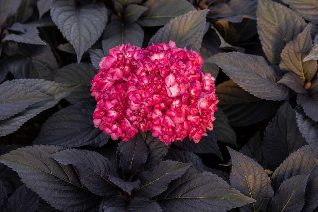 Eclipse von Firt Editions wurde auf der IPM in Essen gleich zweimal ausgezeichnet Eclipse von Firt Editions wurde auf der IPM in Essen gleich zweimal ausgezeichnet